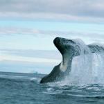 Гренландский кит: факты Гренландские киты в арктике