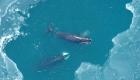 Гренландский кит – обитатель полярных вод