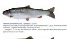 Микижа рыба. V. Камчатская семга (Микижа). Места ловли и ареал обитания